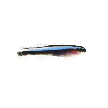 Blue Neon Goby - Captive Bred - Small - 1